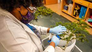 lab person analyzing spruce budworm larvae